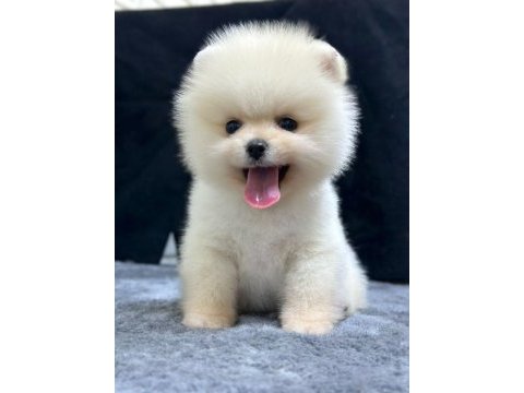 Pomeranian boo bebekleri