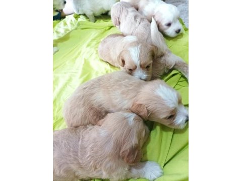 Minik maltipoo bebekler
