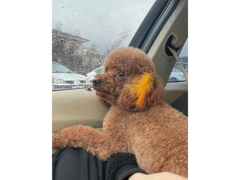 4 yaşında aşıları tam poodle erkek