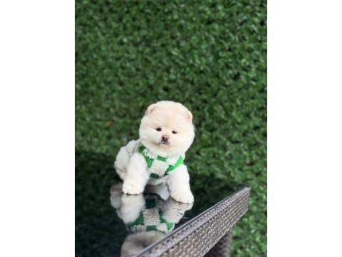 Sağlık ve ırk garantili pomeranian