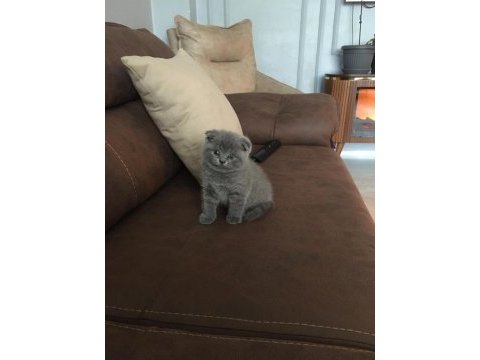 Scottish fold yavrular