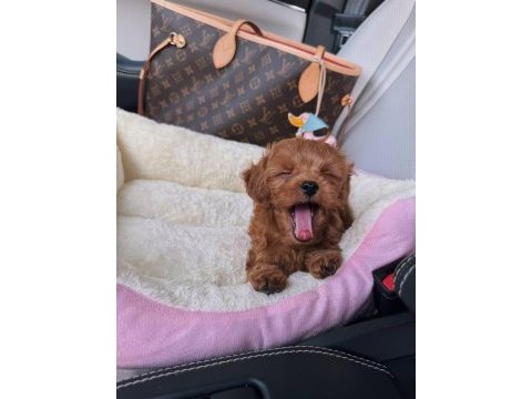 Kore red maltipoo poodle ayarında