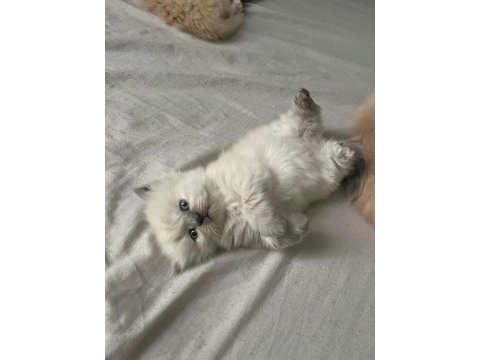 Anne altından 2 aylık chinchilla yavrular