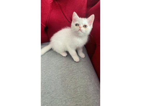3 aylık dişi ve erkek british shorthair yavru