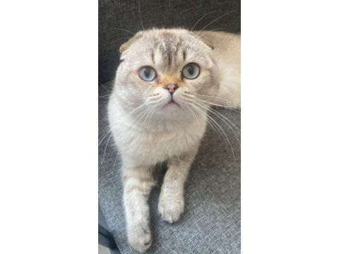 Scottish fold 1 yaşında