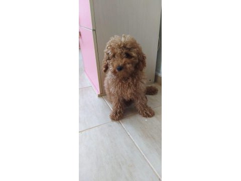 Evinizin neşe kaynağı