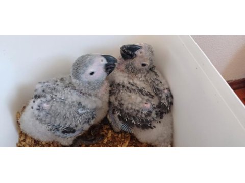 Bebek jako papağanı