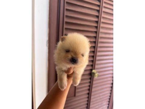 Pomeranian boo gülen yüz