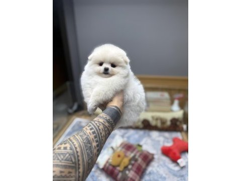 Oyuncak gibi tatlı pomeranian boo oğlumuz