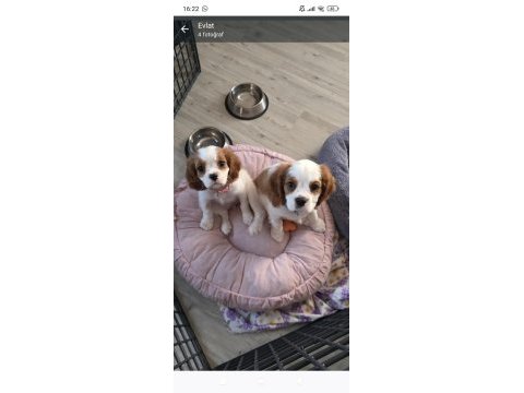 Acil verilecek cavalier king charles