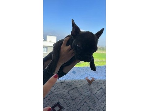 Acil satılık french bulldog