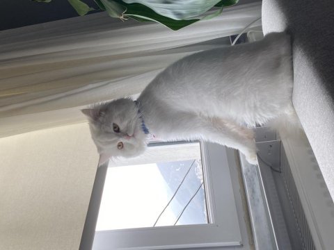 İsmi gibi british shorthair pamuğum