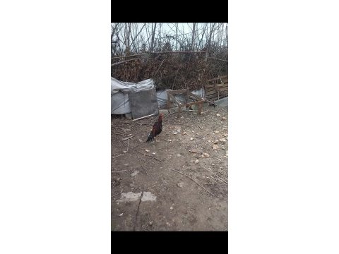 1 yaşında brezilya hint horozu