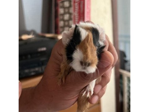 Sevimli guinea pig yavruları