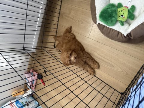 Satılık maltipoo yavru