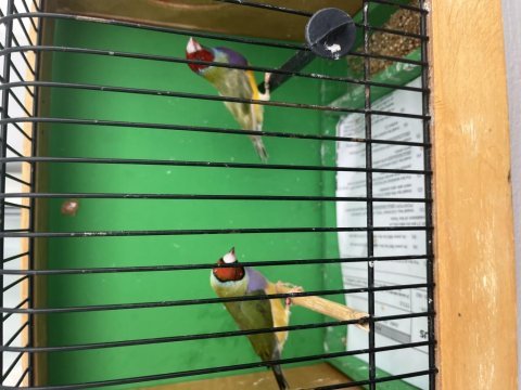 Goldian finch hazır takım