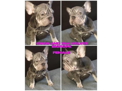 Türkiye de tek velvet bigrope french bulldog yavrular