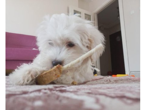 Satılık 3.5 aylık maltese terrier