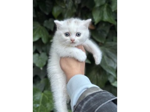 British shorthair bebekler