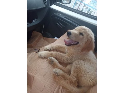4.5 aylık golden retriever