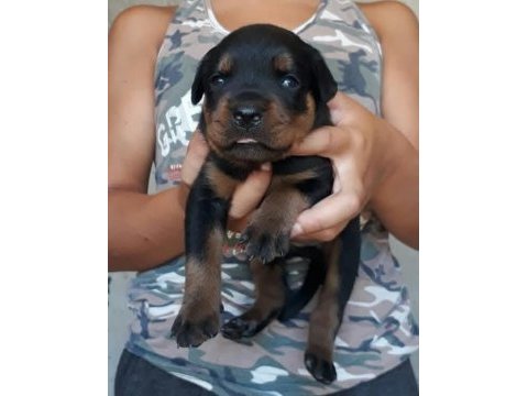 Rottweiler yavrular