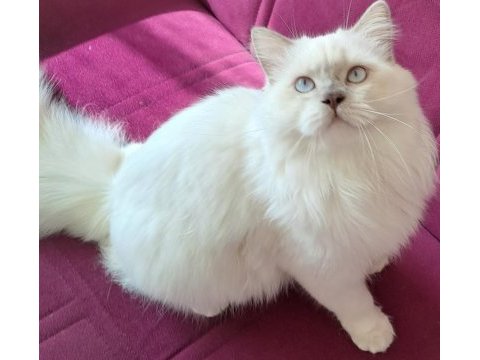 Scrli scottish longhair