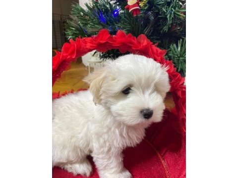 Köpekler maltese yavrularımız
