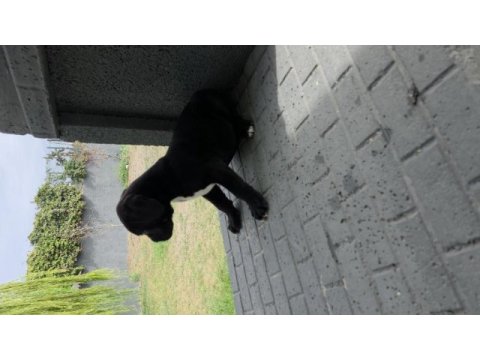 2 aylık erkek cane corso köpekler siyah dişiler blue