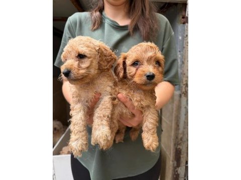 Apricot maltipoo yavrular