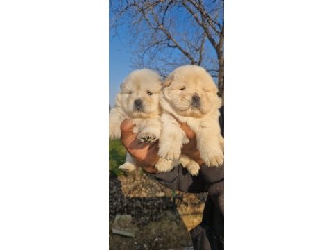 Çin aslanı yavru köpeklerimiz