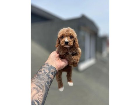 Red maltipoo yavruları