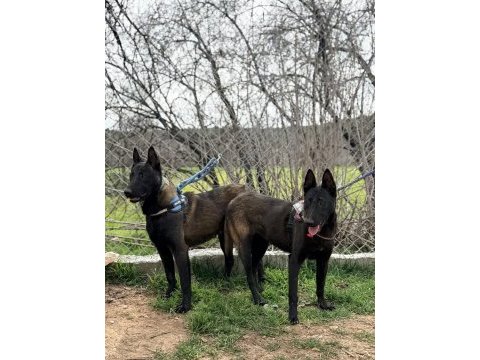 Belcika dark malinois