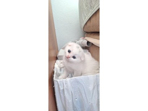 İki aylık bir dişi bir erkek uygun kediler