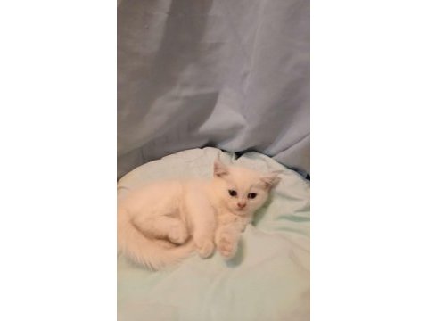Dünya güzelleri british shorthair yeni yuvasını arıyor