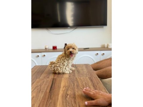 Aşılı çiş eğitimli maltipoo bebekler 