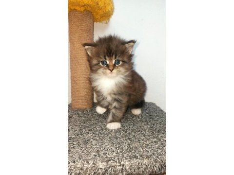 Dernek kayıtlı full şecereli aşıları tamam safkan maine coon