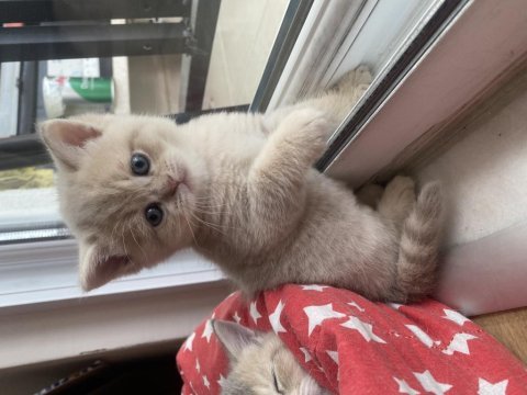 British shorthair sütlü kahve