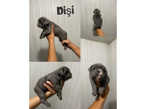 Fransız bulldog yavrularımız erkek dişi mevcut
