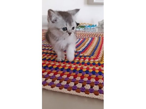 Mama ve kum eğitimleri tamam kediler