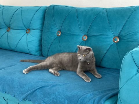 Pakize hanıma sahip arıyoruz scottish fold