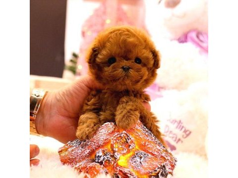 Kore poodle bebeklerim