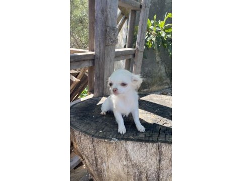 Elma kafa safkan aşıları tam chihuahua