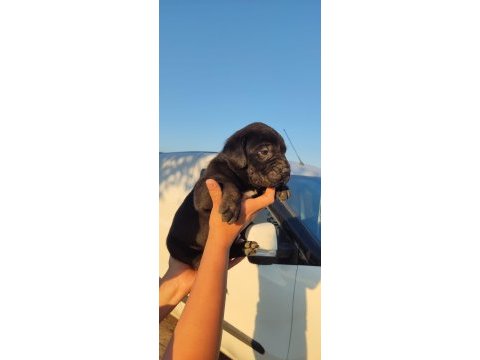 Dünya şampiyonu kan hattı cane corso