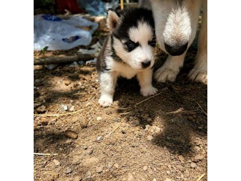 A kalite husky yavruları ankaradan