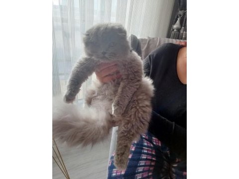 Pofuduk sıfır kulak scottish fold kızımız