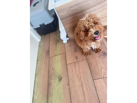 4 aylık poodle yavrum
