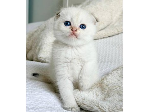 Bebek surat silver scottish fold 
