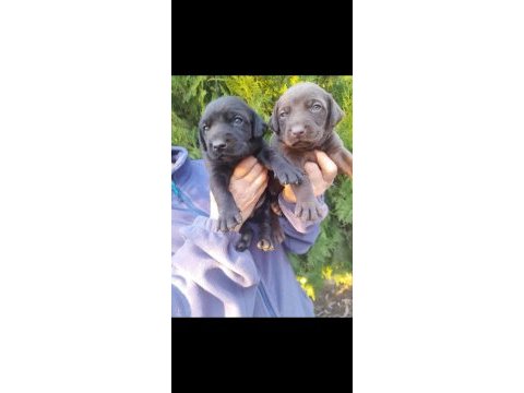 A kalite labrador yavrularım çikolata