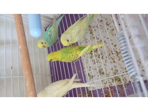 Yavru cins muhabbet kuşu