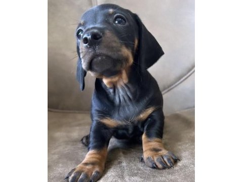 A kalite dachshund yavrular